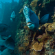 Illustration for article titled Now Google Street View Can Take You Deep Under The Oceans